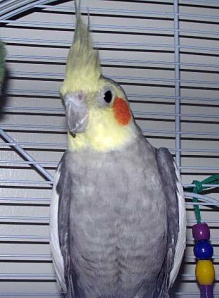 Nacho the cockatiel responded very well to Reiki treatments.