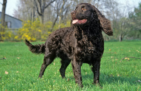 Some animals have an innate sense of purpose to protect their families, like Zane the American Water Spaniel did. Photo by VetStreet.com. 